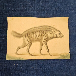 Antike Zeichnung von Hyäne