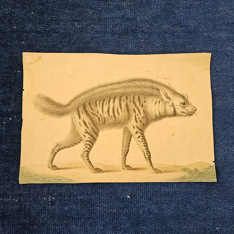 Antike Zeichnung von Hyäne